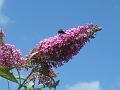 2013-0805-1420_Buddleia_22,8C